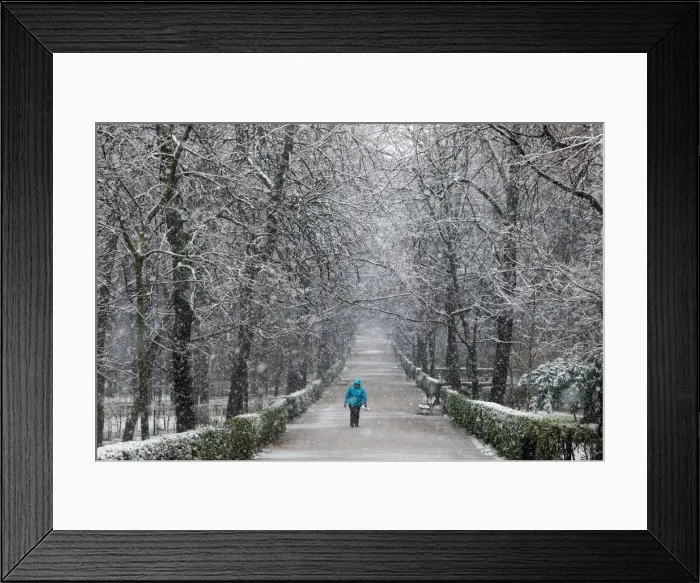 Framed Print : A woman walks during a heavy snowfall in Retiro park in Madrid Framed Print : A woman walks during a heavy snowfall in Retiro park in Madrid