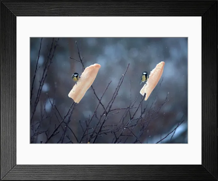 Framed Print : A pair of Great Tits feed on bread hung onto branches after snowfall in Reinosa