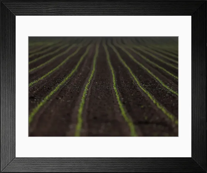 Framed Print : Corn sprouts are is seen in a field in Schnersheim