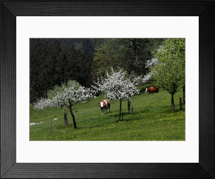 Framed Print : Simmental cattle graze in a field near the village of St. Leonhard Framed Print : Simmental cattle graze in a field near the village of St. Leonhard