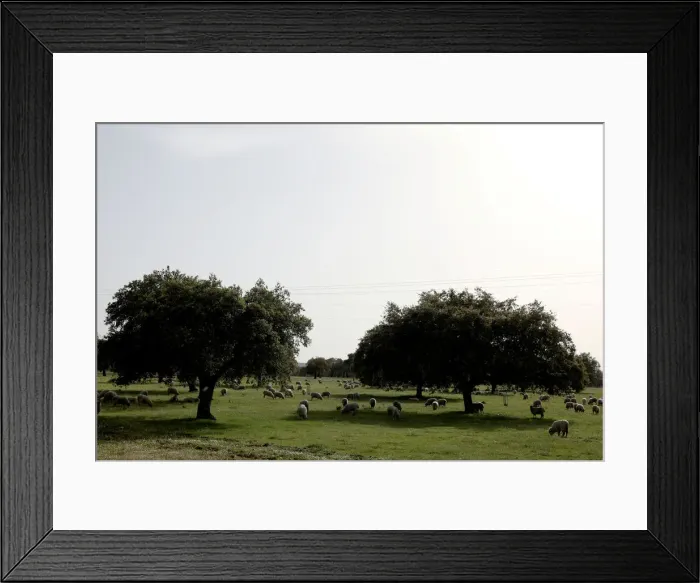 Framed Print : Sheep graze at a ranch in Portezuelo