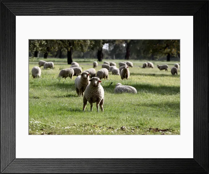 Framed Print : Sheep graze at a ranch in Portezuelo Framed Print : Sheep graze at a ranch in Portezuelo