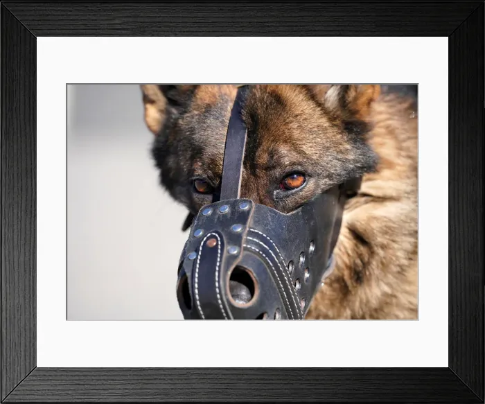 Framed Print : A guard dog waits to attend a daily training session at the Forbidden City in central Framed Print : A guard dog waits to attend a daily training session at the Forbidden City in central