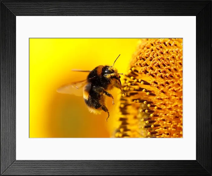 Framed Print : A bumblebee is seen on a sunflower at The Pop Up Farm in Flamstead, St Albans Framed Print : A bumblebee is seen on a sunflower at The Pop Up Farm in Flamstead, St Albans