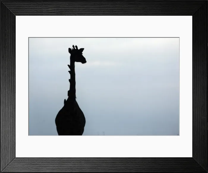 Framed Print : GM1E47O1GA501 Framed Print : GM1E47O1GA501