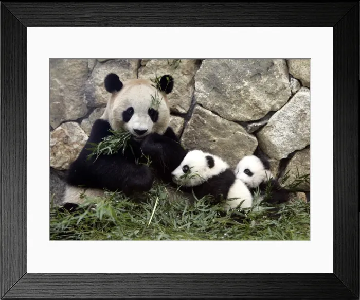 Framed Print : Gm1Dvaplxyaa Framed Print : Gm1Dvaplxyaa