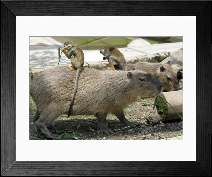 Framed Print : Gm1Dvfdqkaaa Framed Print : Gm1Dvfdqkaaa