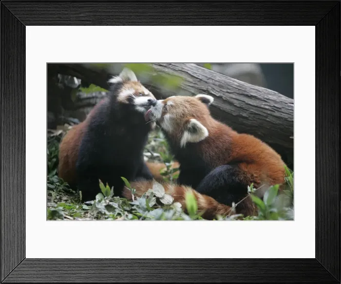 Framed Print : Gm1Dwmplqnaa