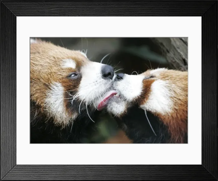 Framed Print : Gm1Dwmpqraaa Framed Print : Gm1Dwmpqraaa