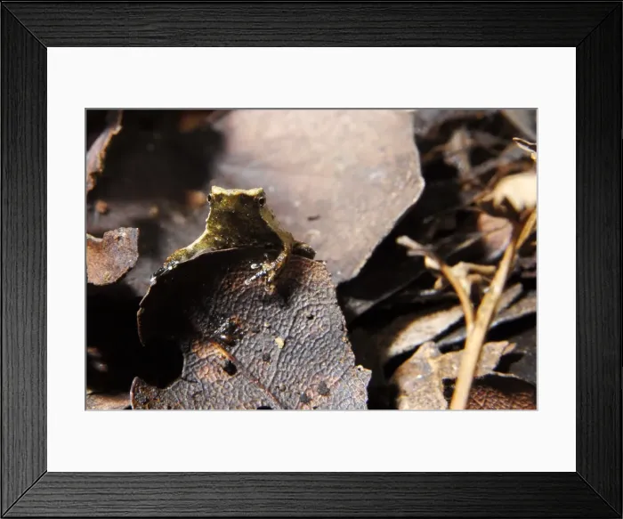 Framed Print : GM1E61O0QXH01 Framed Print : GM1E61O0QXH01