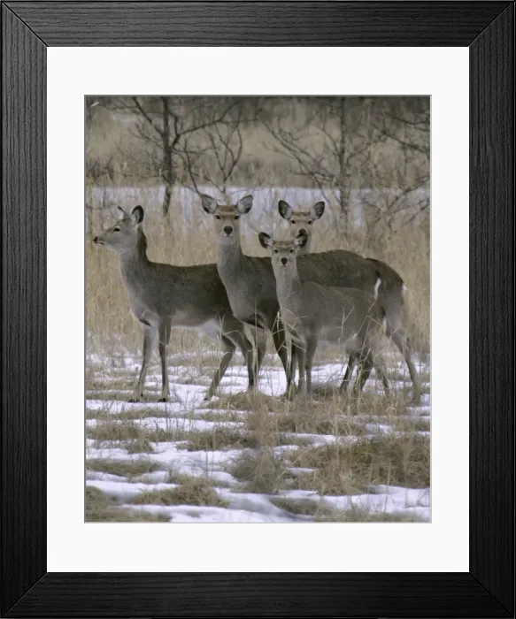 Framed Print : Gf1Duouctsaa Framed Print : Gf1Duouctsaa