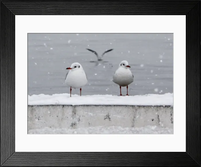Framed Print : GM1E61P1KCX01 Framed Print : GM1E61P1KCX01