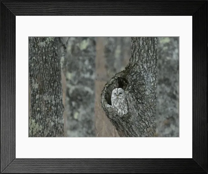 Framed Print : Gf1Duotzweaa