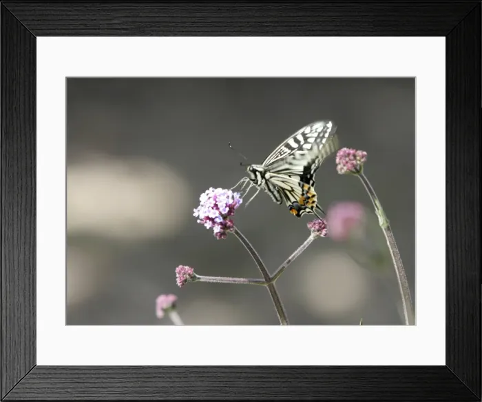 Framed Print : Gm1Dvftqdfaa Framed Print : Gm1Dvftqdfaa