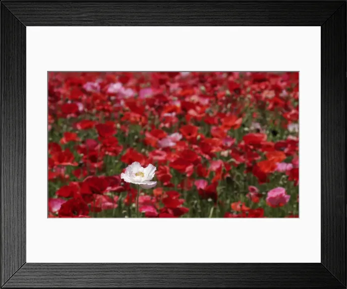 Framed Print : Gm1Dviyrbnaa