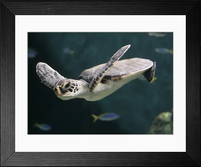 Framed Print : Gm1Dvkcbqgaa Framed Print : Gm1Dvkcbqgaa