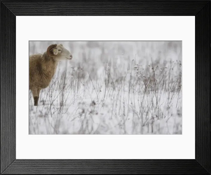 Framed Print : BM2E61C0Z6J01 Framed Print : BM2E61C0Z6J01