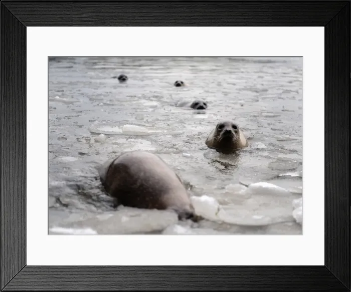 Framed Print : GM1E61B0ZGP01 Framed Print : GM1E61B0ZGP01