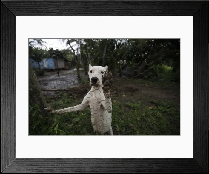 Framed Print : GM2E5BI0OV202 Framed Print : GM2E5BI0OV202