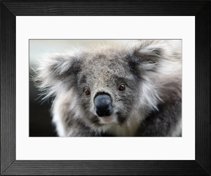 Framed Print : GM1E5AF0VXA01