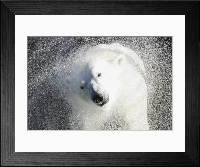 Framed Print : GM1E5A41GLB01 Framed Print : GM1E5A41GLB01