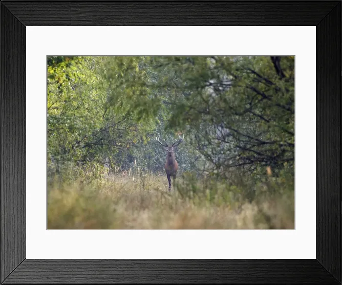 Framed Print : GM1E59709RH01 Framed Print : GM1E59709RH01