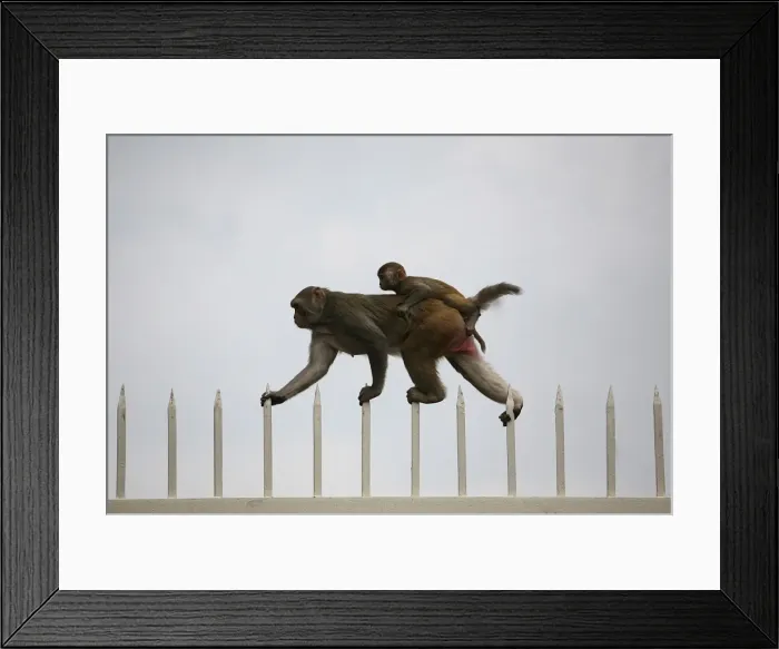 Framed Print : GM1E5941SAD01