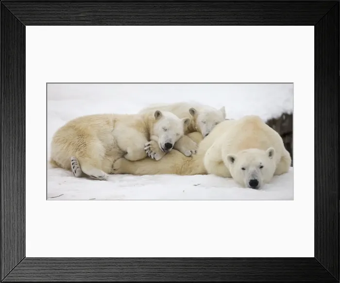 Framed Print : GM1E6C10ZT401