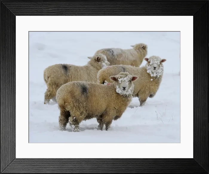 Framed Print : LM1E6C118U201