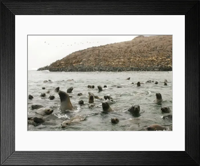 Framed Print : GM1E53T0QOJ01 Framed Print : GM1E53T0QOJ01