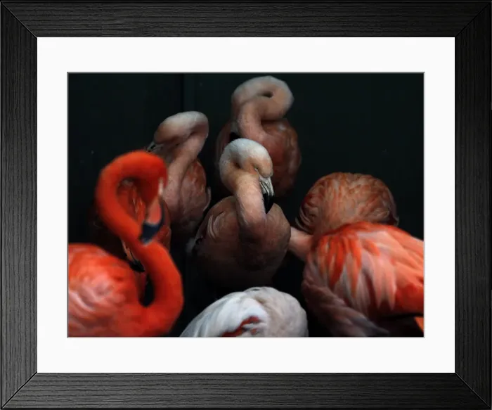 Framed Print : GM1E61I1I5K01 Framed Print : GM1E61I1I5K01