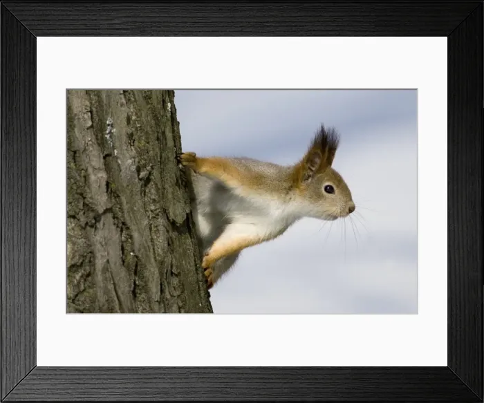 Framed Print : GM1E53K1TJ001 Framed Print : GM1E53K1TJ001