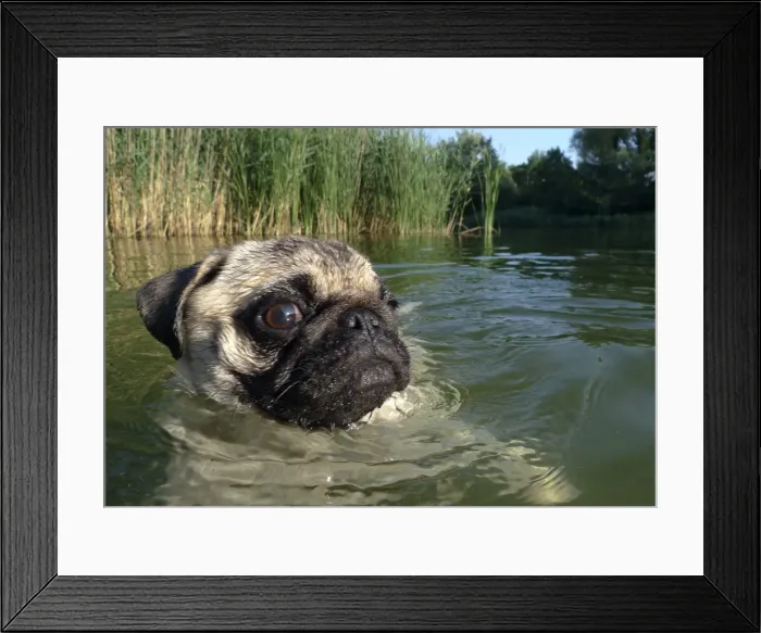 Framed Print : GM1E57H0Ba01 Framed Print : GM1E57H0Ba01