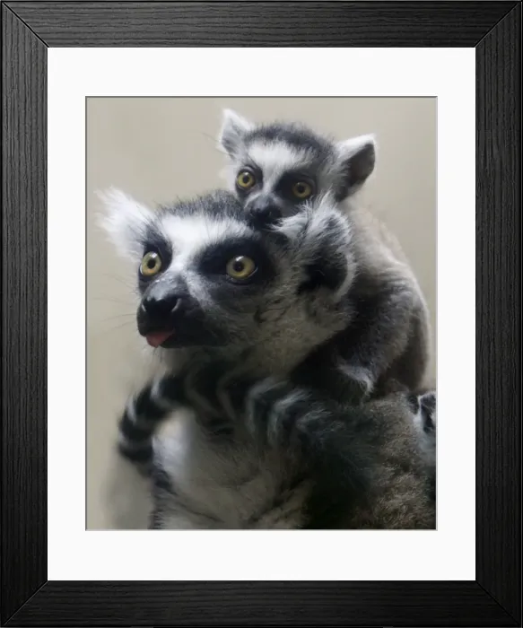 Framed Print : GM1E57B1CW201 Framed Print : GM1E57B1CW201