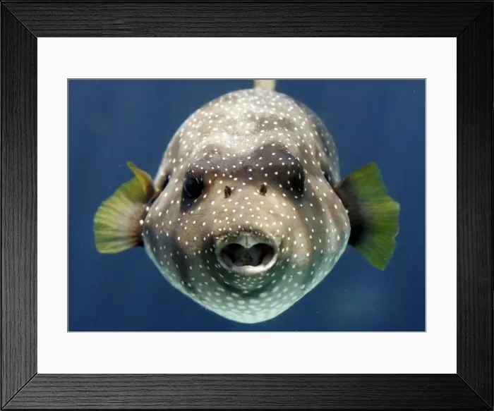 Framed Print : Gm1Dvqxsqraa Framed Print : Gm1Dvqxsqraa
