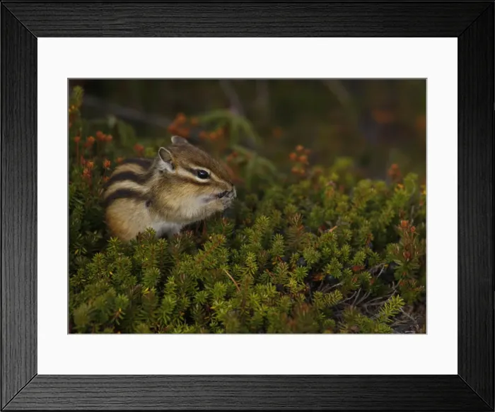 Framed Print : GM1E59N1KZ401 Framed Print : GM1E59N1KZ401