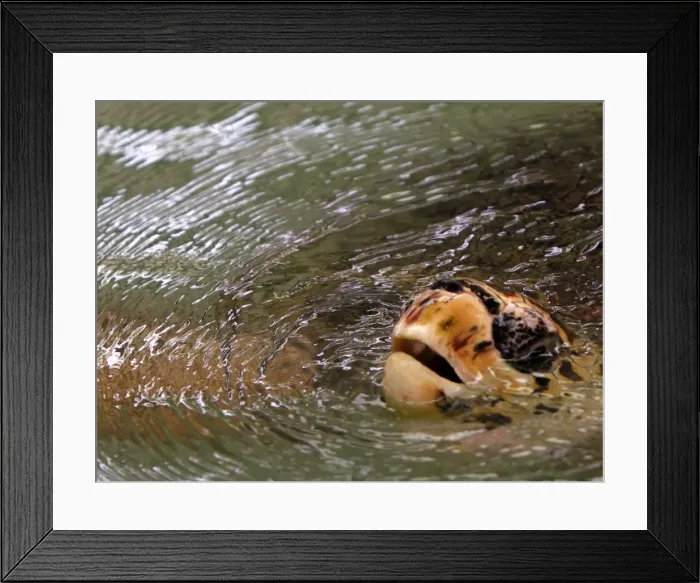 Framed Print : GM1E56J1JUB01 Framed Print : GM1E56J1JUB01
