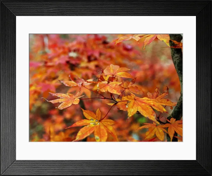 Framed Print : Rp4Drifqthab Framed Print : Rp4Drifqthab
