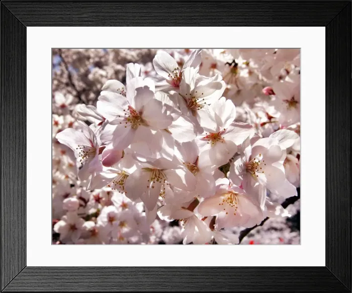 Framed Print : Rp6Drmrwtoaa Framed Print : Rp6Drmrwtoaa