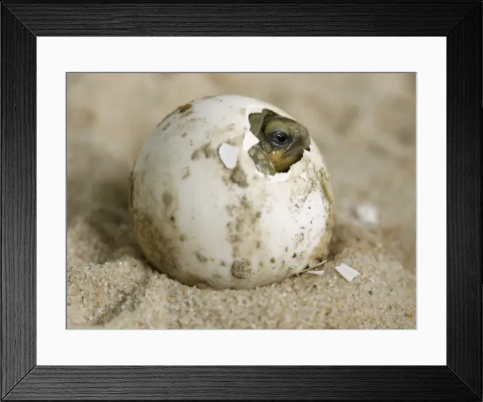Framed Print : BM2E45V0Y9D01 Framed Print : BM2E45V0Y9D01