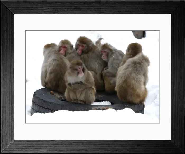 Framed Print : GM1E61I1I3C01 Framed Print : GM1E61I1I3C01