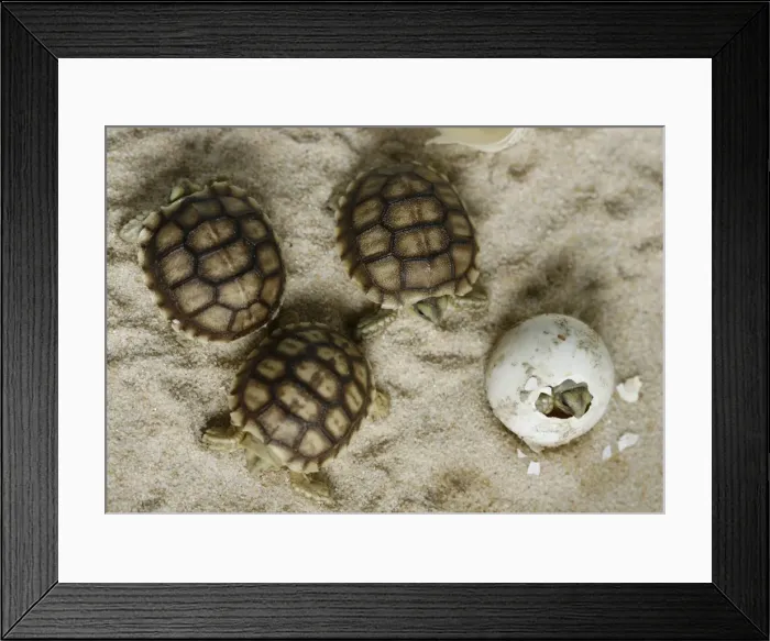 Framed Print : BM2E45V0Y8O01 Framed Print : BM2E45V0Y8O01