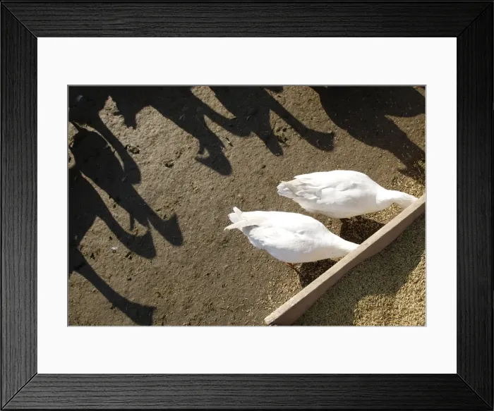Framed Print : GM1E6AD0DJD01 Framed Print : GM1E6AD0DJD01
