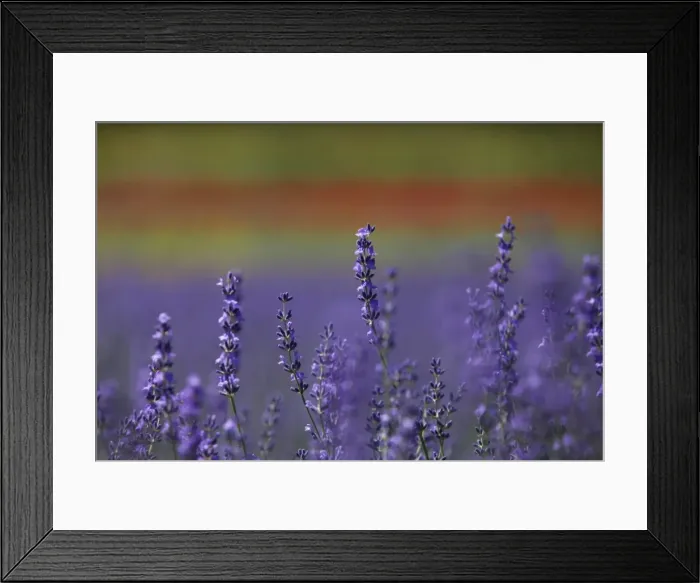 Framed Print : GM1E77K1QSR01