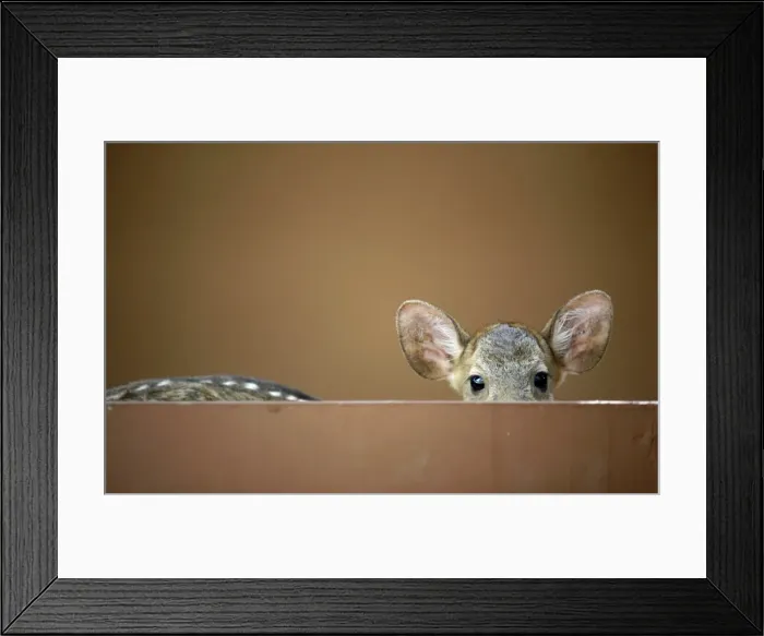 Framed Print : GM1E5221DIC01