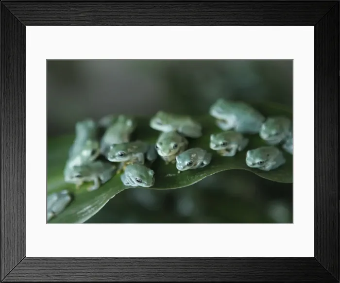 Framed Print : GM1E76308P901 Framed Print : GM1E76308P901