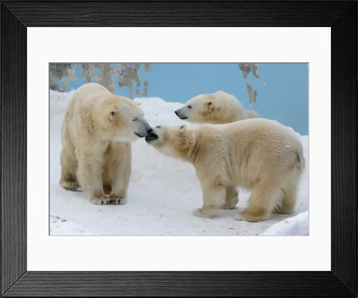 Framed Print : GM1E61I1H3T01 Framed Print : GM1E61I1H3T01