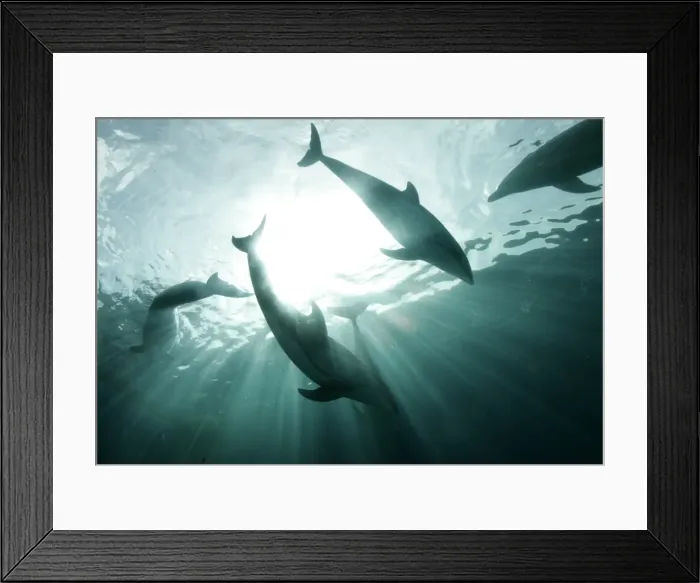 Framed Print : Gm1Duvxbvaaa Framed Print : Gm1Duvxbvaaa