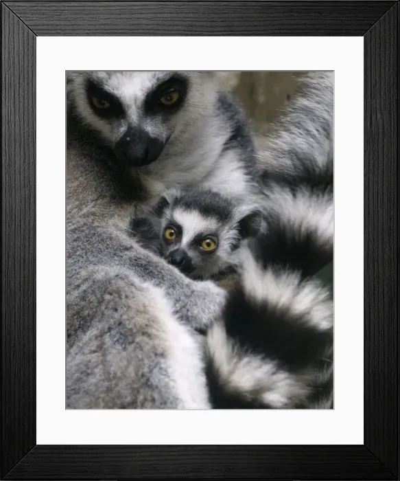 Framed Print : GM1E57B1CTL01 Framed Print : GM1E57B1CTL01