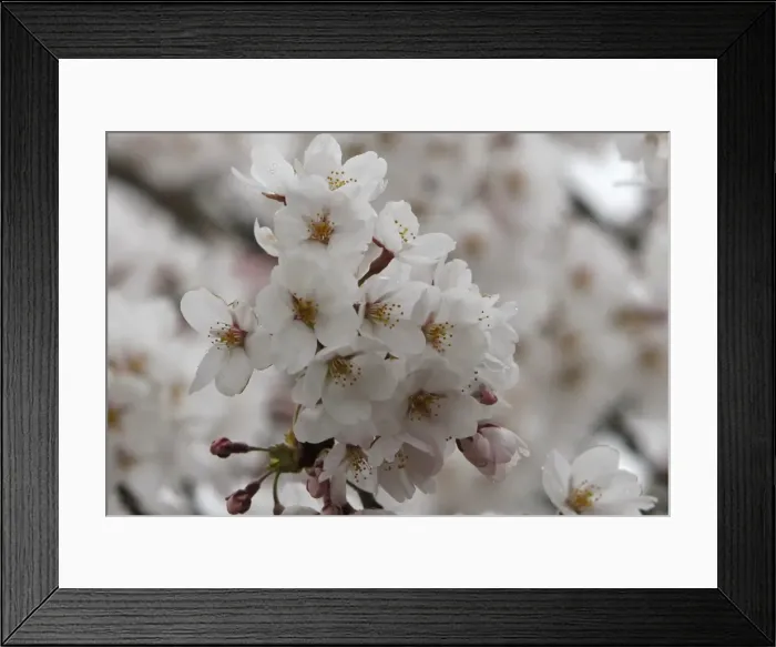 Framed Print : GM1E74J1I8H01 Framed Print : GM1E74J1I8H01